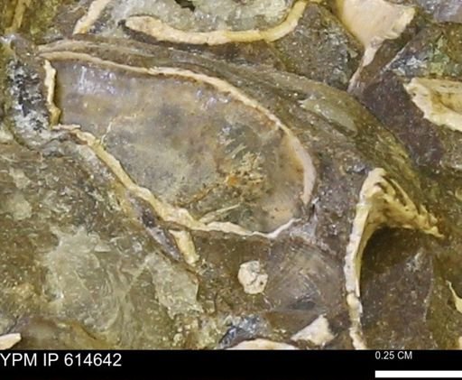 undet. Bivalvia