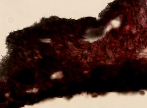 Halichondrida