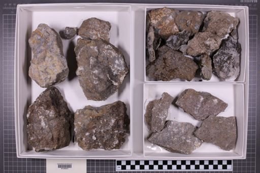 mixed taxa, stratigraphic collection