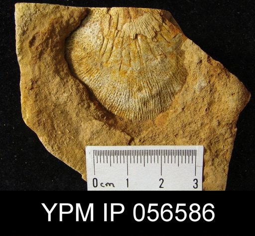 Leptostrophia beckii