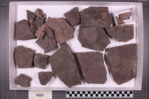 mixed taxa, stratigraphic collection