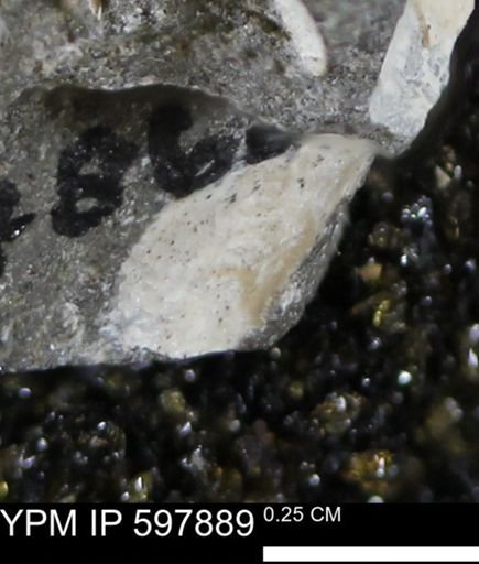 Limopsis striatopunctatus