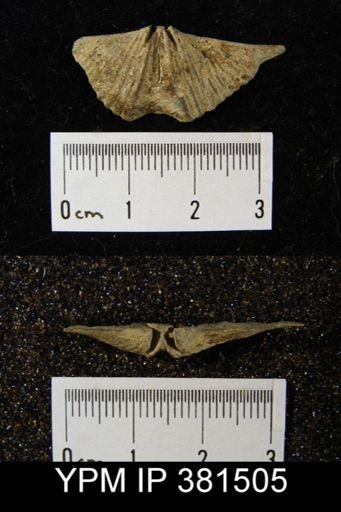 Mucrospirifer sp.