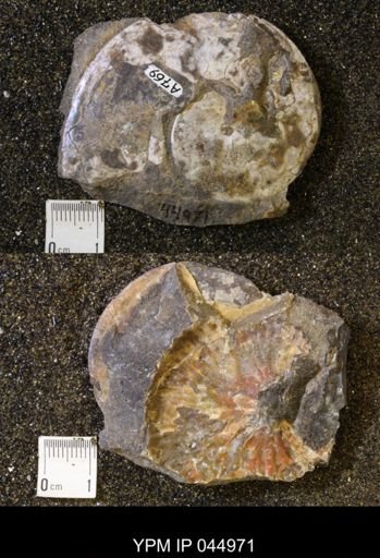 Sphenodiscus lenticularis