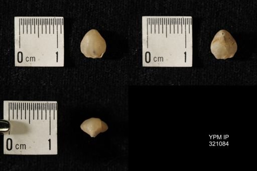 Dielasma breviplicatum