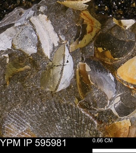 Protocardia sp.