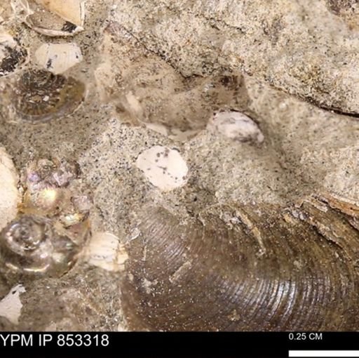 Limopsis striatopunctatus