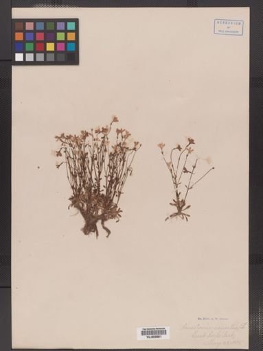 Houstonia caerulea