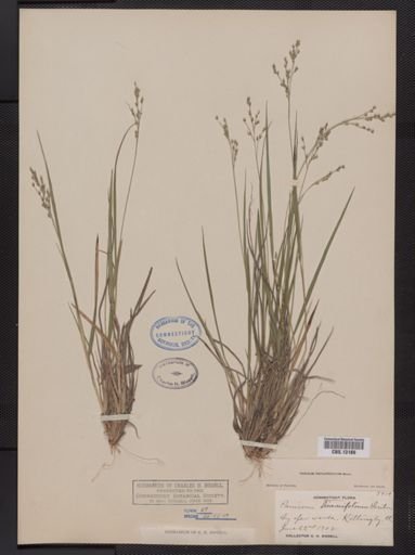 Panicum depauperatum