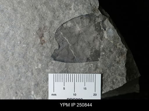undet. Eurypterida