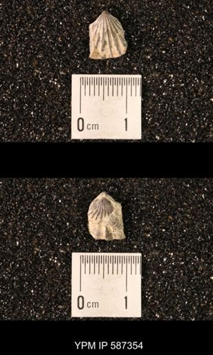 Camarotoechia whitei
