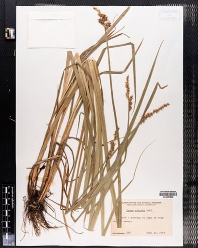 Carex stipata