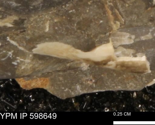 Baculites sp.