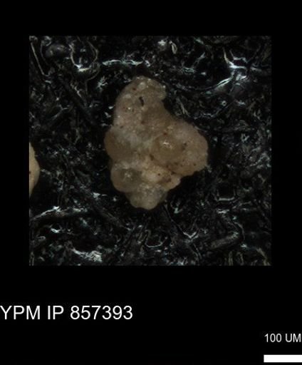 undet. Foraminiferida