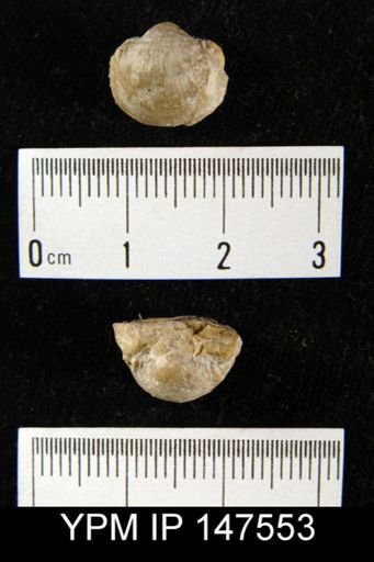 Cancrinella boonensis