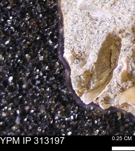 undet. Bivalvia
