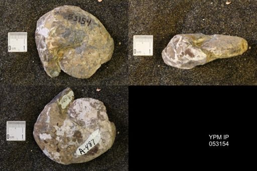 Discoscaphites conradi