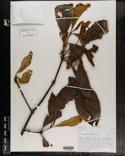 Plantae
