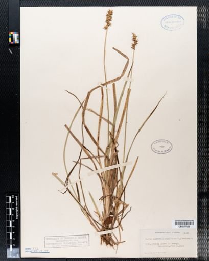Carex laevivaginata