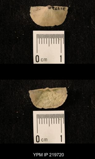 Chonetes granulifer