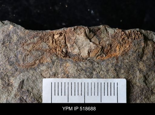 Macrocystella sp.