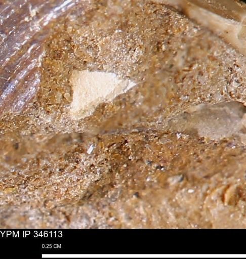 undet. Mollusca