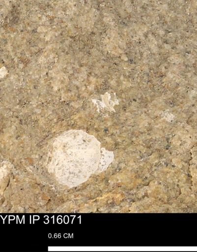 undet. Mollusca