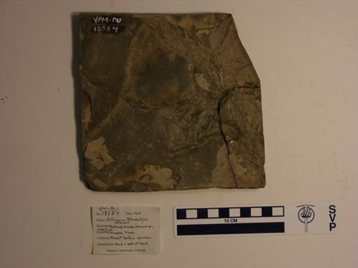 Sillimanius tetradactylus