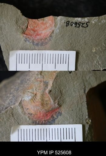 undet. Xiphosurida