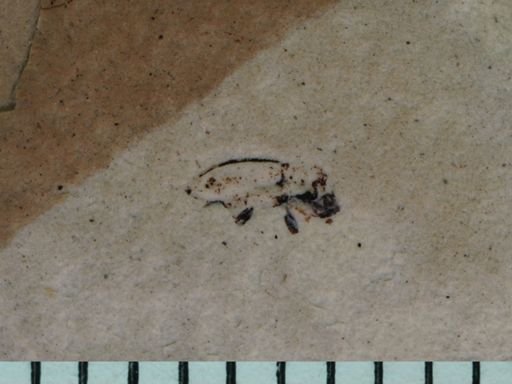 undet. Cryptorhynchinae