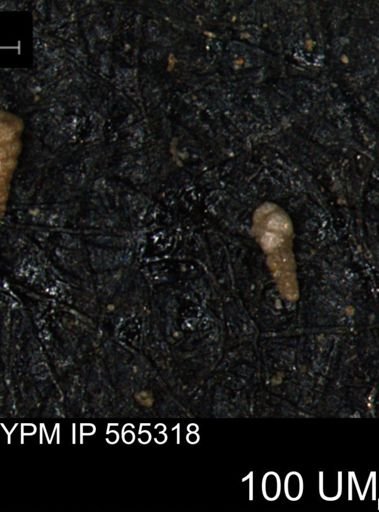 Verneuilinoides kansasensis