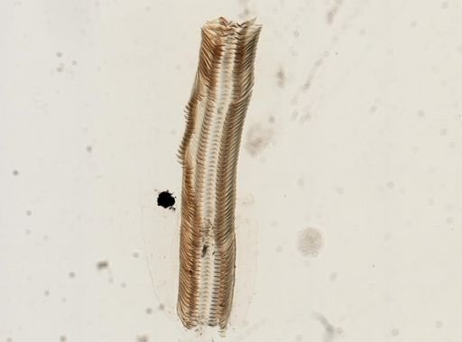 Elimia virginica