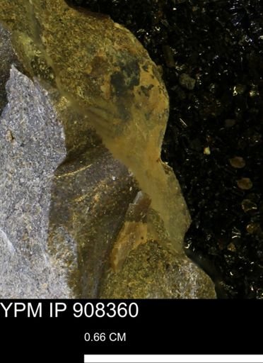 undet. Mollusca
