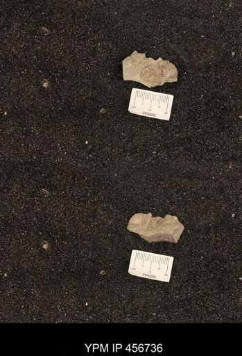 undet. Scaphitidae