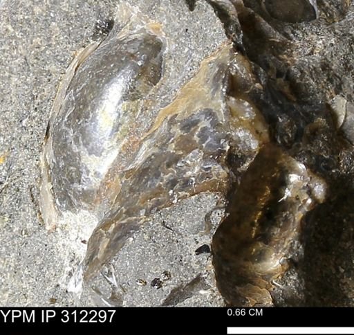 Phelopteria linguaeformis
