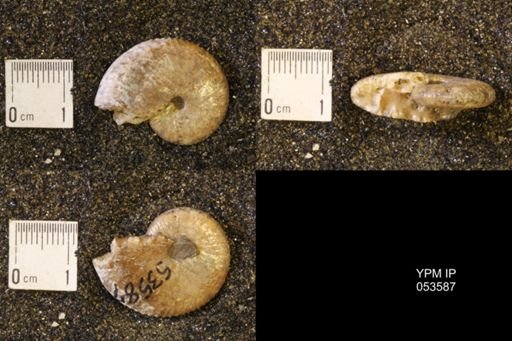Discoscaphites conradi