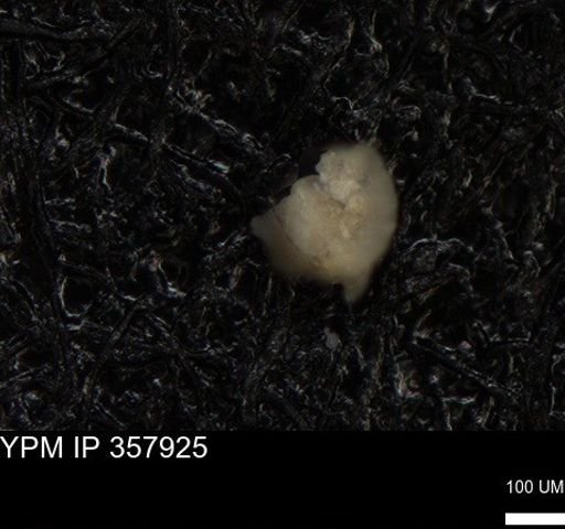undet. Foraminiferida