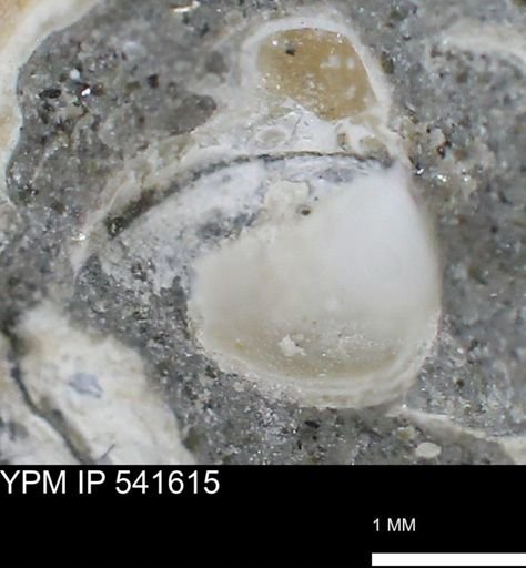 Limopsis striatopunctatus