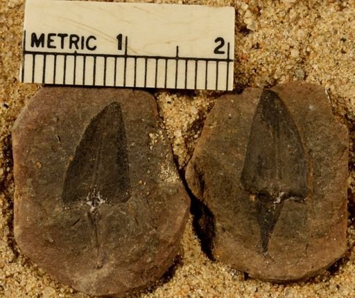 Lepidostrobus