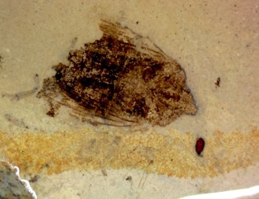 Pentatomidae?