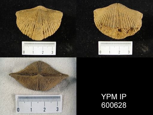 Costispirifer sp.