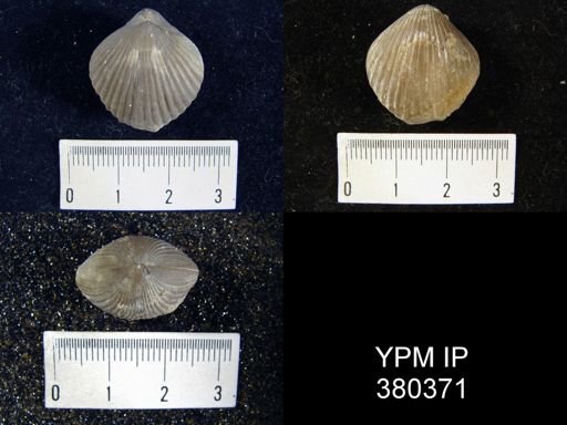 Homoeospira evax