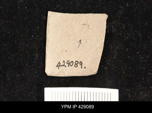 undet. Diptera
