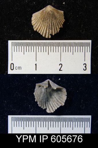 Hesperorthis sp.