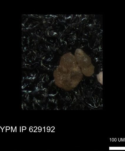 undet. Foraminiferida