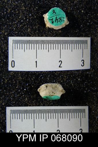 Dictyonella gibbosa