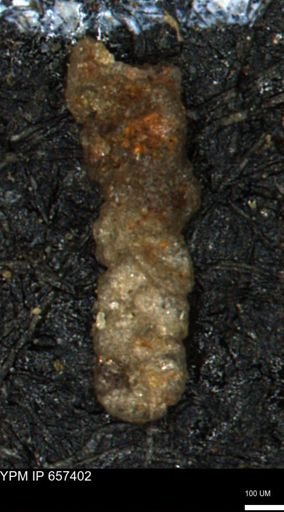 Ammobaculoides whitneyi