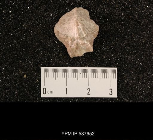 Atrypa marginalis