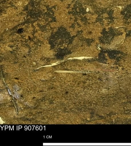 undet. Bivalvia
