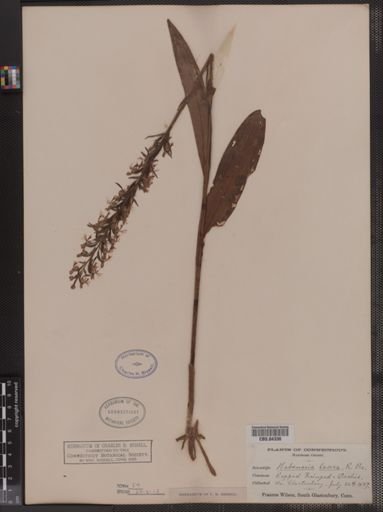 Habenaria